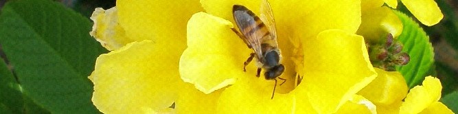 bee