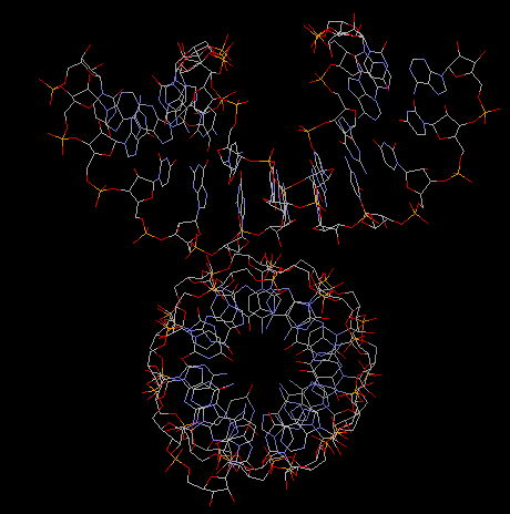 nucleic acid rna. A-DNA dimer (acutally an RNA