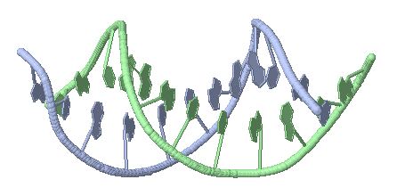 114d DNA