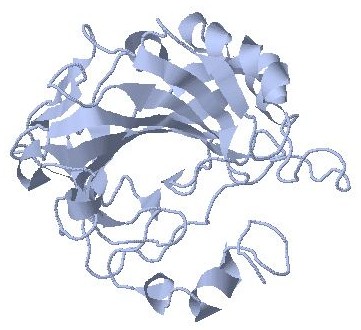 carbonic anhydrase